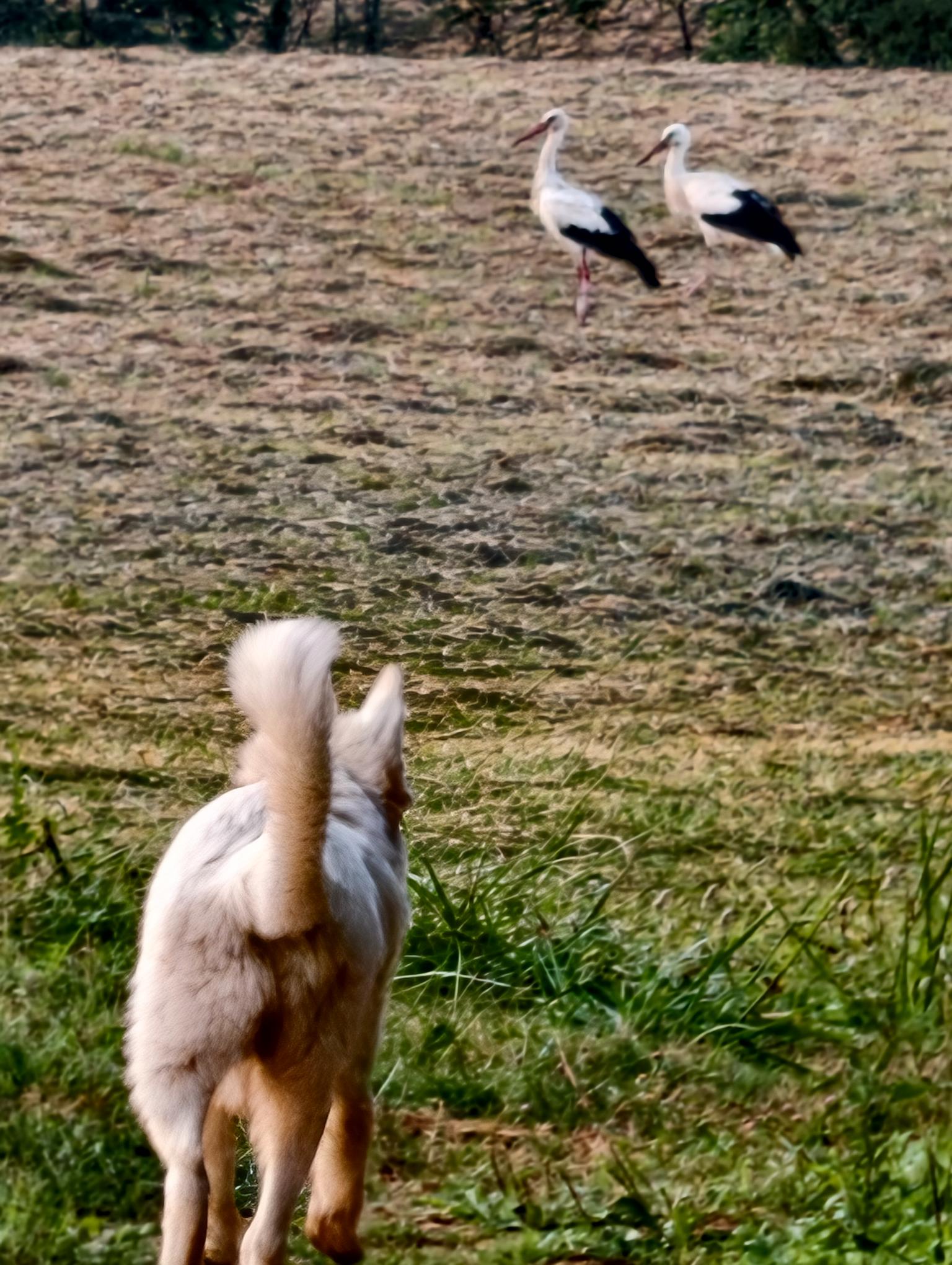 Un berger blanc suisse observe une cigogne.